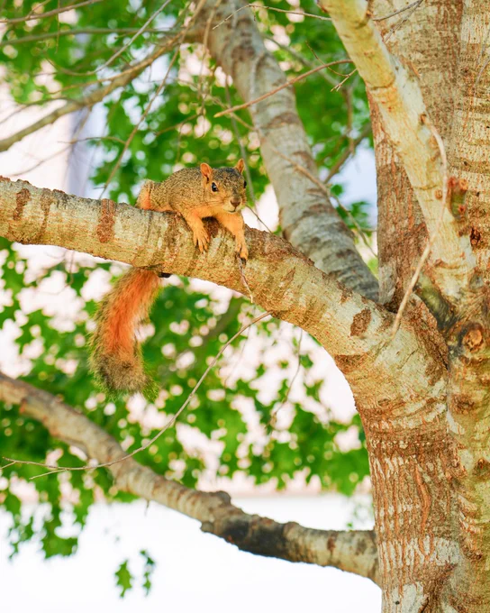 Squirrel sitting on a branch.