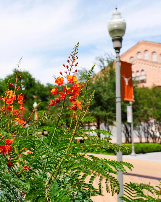 Red and orange flowers with speedway in the background.