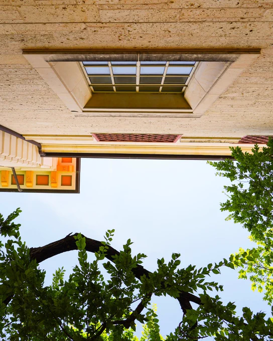 View of a window and tree looking up. 