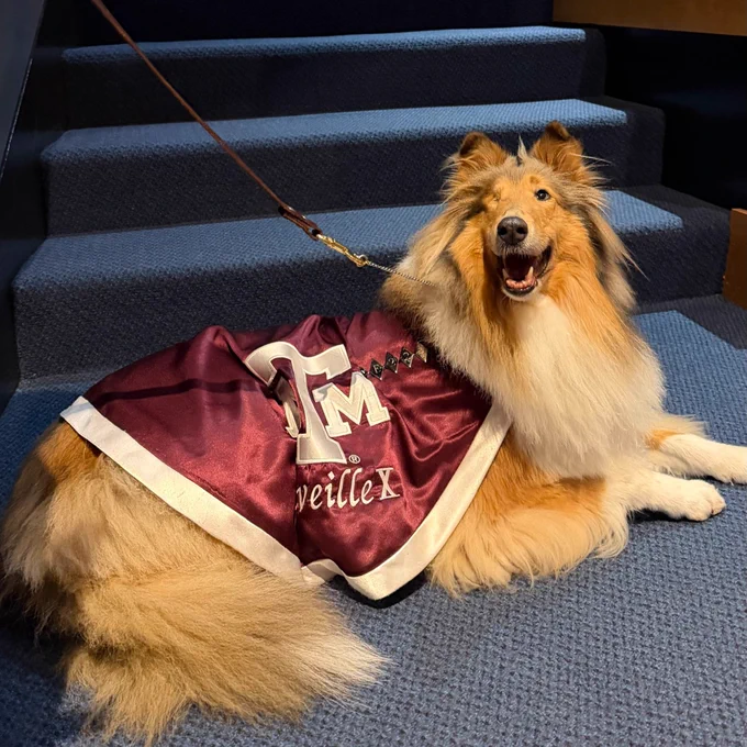 A collie wearing a maroon and white outfit with "Reveille X" on it sits on carpeted steps next to a U.S. flag.