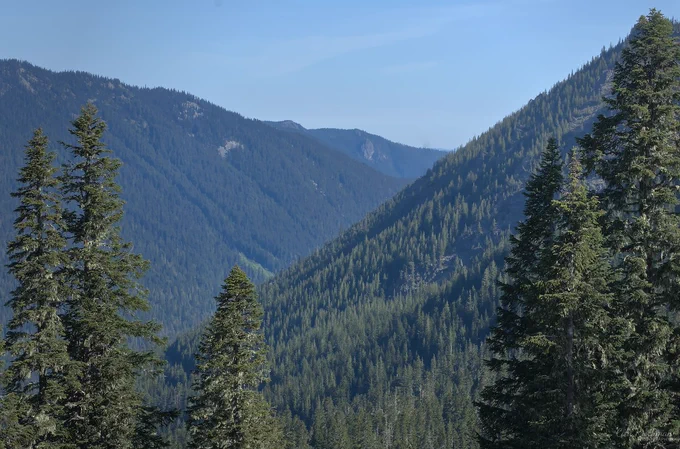 Forested mountain valley near Mount Rainier, with evergreen trees in the foreground and layered blue ridges fading into the distance under clear daylight.