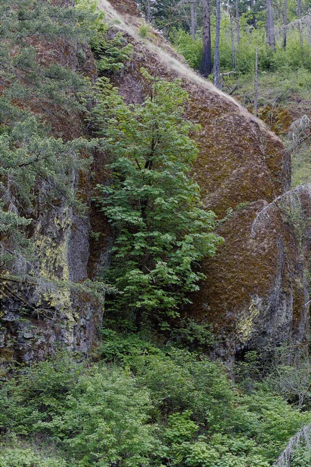 A vertical forest scene with bright green shrubs and small trees growing between large dark canyon rocks. The rock walls are covered with moss, lichen, and rough brown and gray textures, while taller trees rise in the background above the rocky slope. A pale diagonal line of dry grass crosses near the upper part of the frame, adding contrast against the darker cliff. The photo feels quiet, dense, and full of natural resilience.