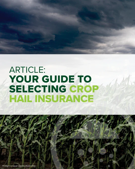 A promotional image for a ProAg crop insurance company website article. A stormy sky looms over a field of tall corn. Text on the image reads: "Article: Your Guide to Selecting Crop Hail Insurance." ProAg is an equal opportunity provider.