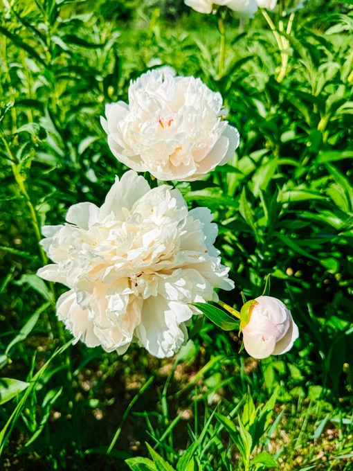 White and light pink peonies