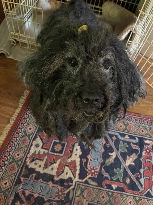 Annie our Puli.❤️🐾