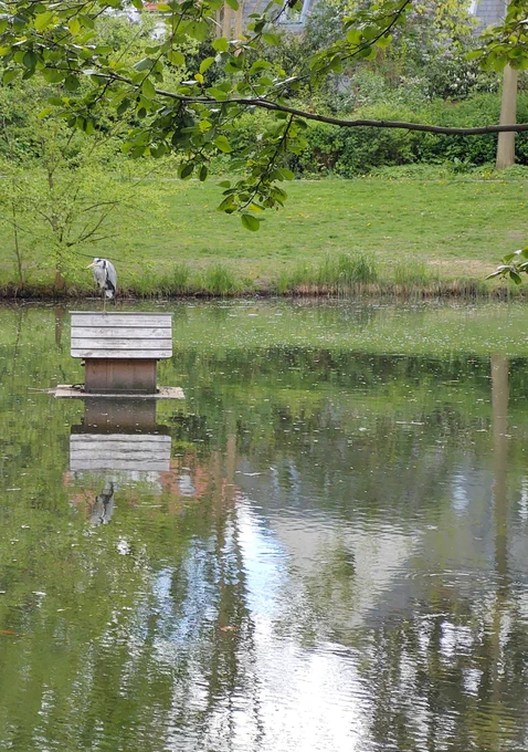 Reiher sitzt auf einem Schildkröten Haus in einem Teich
