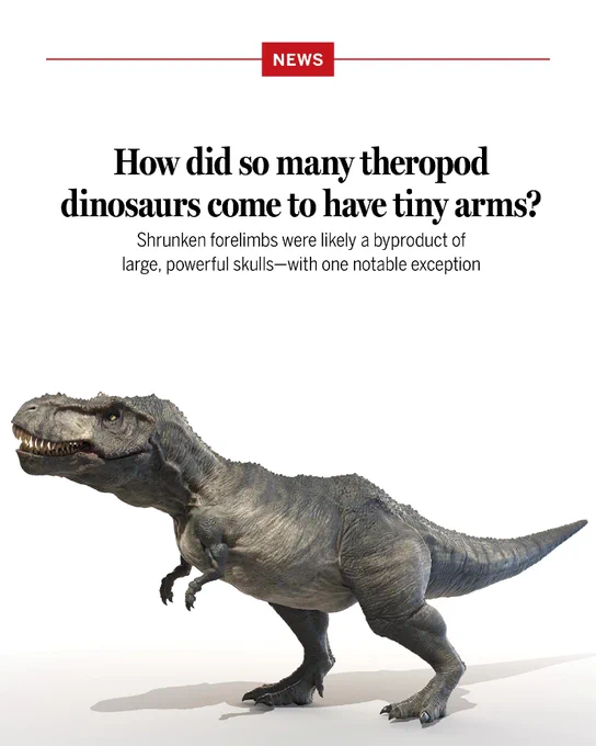 How did so many theropod dinosaurs come to have tiny arms?
Shrunken forelimbs were likely a byproduct of large, powerful skulls—with one notable exception