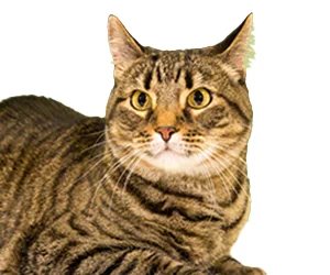 CATS Team member Xeli
