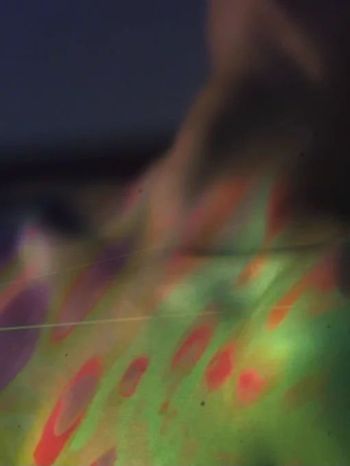 Chest and neck covered in irridescent greens and pinks
