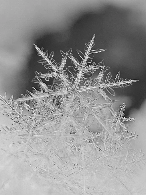 Snowflake macro