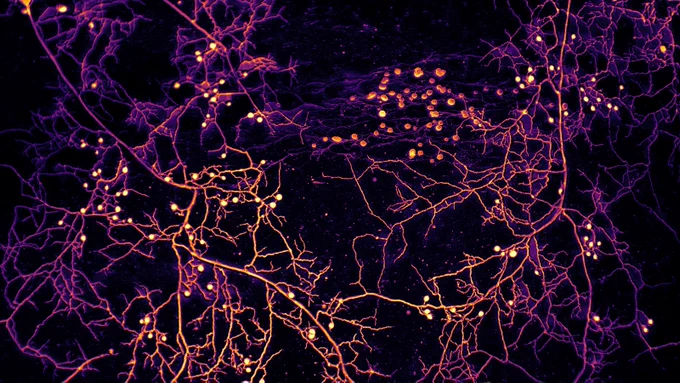 BREAKING 🚨: Scientists have discovered a hidden web of fungus beneath Earth's surface stretching 110 quadrillion kilometers — long enough to reach the Sun nearly a BILLION times. 

It's like the Astrophage from Project Hail Mary… except it was under our feet the whole time.