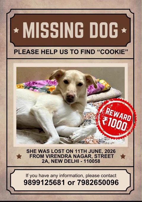 Missing dog poster for a Labrador named cookie in Delhi