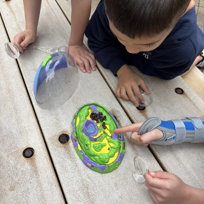 kindergarten students looking at Lady bug