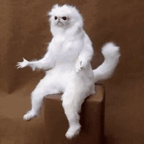 Surprised white cat sitting meme