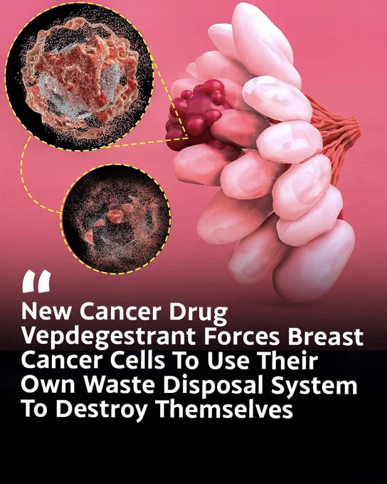 🚨 **This New Cancer Drug Makes Cancer Cells Destroy Themselves**

Scientists have developed a promising breast cancer drug called **Vepdegestrant** that forces cancer cells to use their own waste-disposal system against themselves. Instead of just blocking cancer growth, the drug helps break down a key protein that many breast cancer cells need to survive.

Early studies have shown encouraging results, especially in certain patients with advanced breast cancer. Researchers believe this innovative approach could open the door to a new generation of cancer treatments.

Source:
Campone, M., De Laurentiis, M., Jhaveri, K., Hu, X., Ladoire, S., Patsouris, A., et al. *Vepdegestrant, a PROTAC Estrogen Receptor Degrader in Advanced Breast Cancer*. *The New England Journal of Medicine*.
