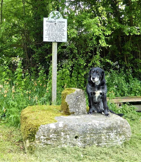 Known historically as the "Liberty of Ripon," this cathedral was a major medieval place of sanctuary. The image shows the  base and broken shaft of the Sharow Cross complete with a sanctuary seeker. This medieval cross was once one of eight around the perimeter of Ripon, and is now the only one remaining in situ. Any wrongdoer or criminal could claim sanctuary at the Abbey of St Wilfred (now the cathedral) Image: Milestone Society /Cross by Dishforth Road, Sharow Parish, Ripon / CC BY-SA 2.0
