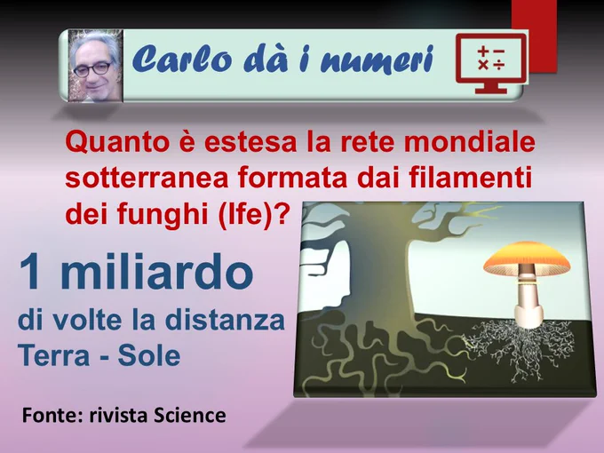 Quanto è estesa la rete mondiale sotterranea formata dai filamenti dei funghi (Ife)?
1 miliardo di volte la distanza Terra - Sole.
Fonte: rivista Science.