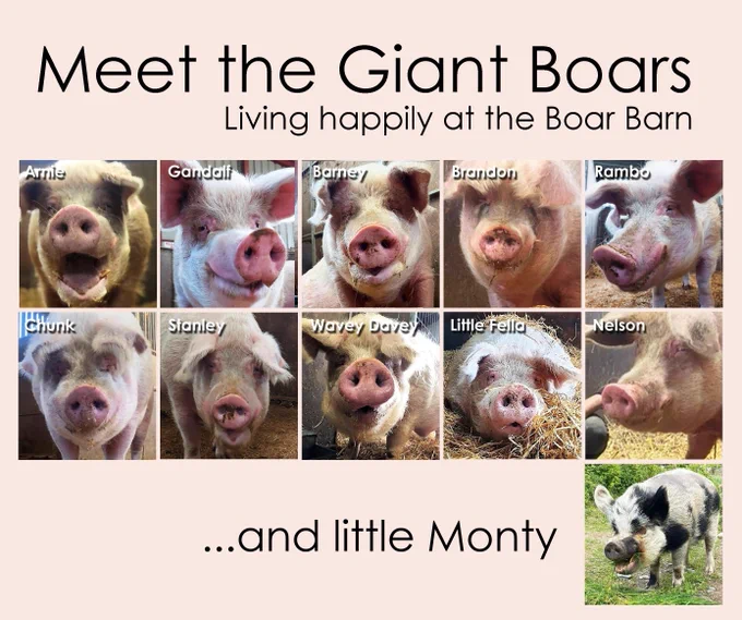 Pictures of the eleven rescue boars who live at the barn