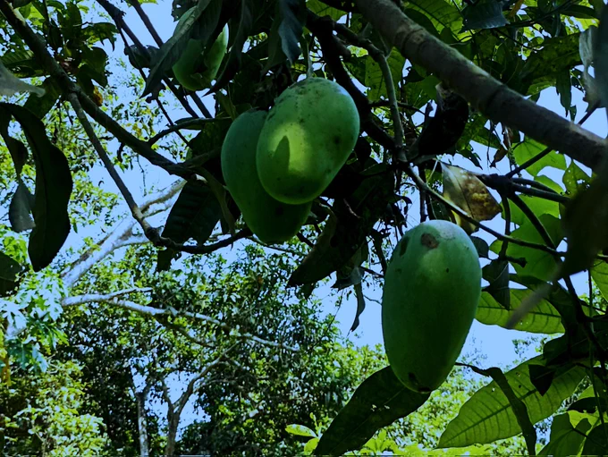 Green mango..