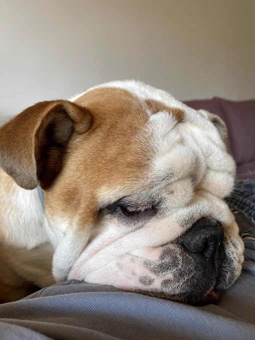English bulldog