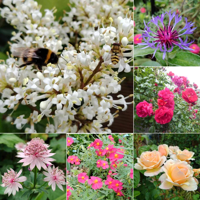 A collage of six photographs of flowers comprising: small white funnel shaped flowers with a black & orange striped bumble bee & black & yellow striped hover fly feeding from them; a Perennial Cornflower with delicate long blue petals radiating out from a pink & black centre; a mass of rosette like red petalled Roses; a cluster of rounded peach petalled Roses; a mass of rounded red-pink Rock Rose flowers with yellow centres; three pale pink Astrantia flowers made up of narrow pointed petals at the base of a dark pink dome-like centre made of up of tiny flowers on fine stems.