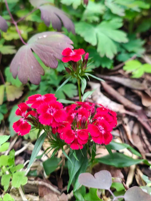 Dunkelrote leuchtende Blüte einer Bartnelke, im Vordergrund herzförmiges Blattteil einer Akelei, im Hintergrund verschwommen verschiedenes Grün und Braun des Beetes. 