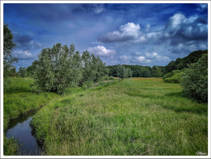 Bildbeschreibung: Blick auf ein kleines Stück des Krebsbaches. Wildgräser und andere Pflanzen wachsen auf beiden Seiten des Baches. Vereinzelt stehen Büsche und Bäume. Im Hintergrund, vor einem grau bewölkten Himmel, beginnt ein Wäldchen.
