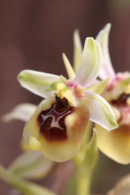 Ophrys biancae x Ophrys lacaitae, Orchids of Sicily © Jon Dunn