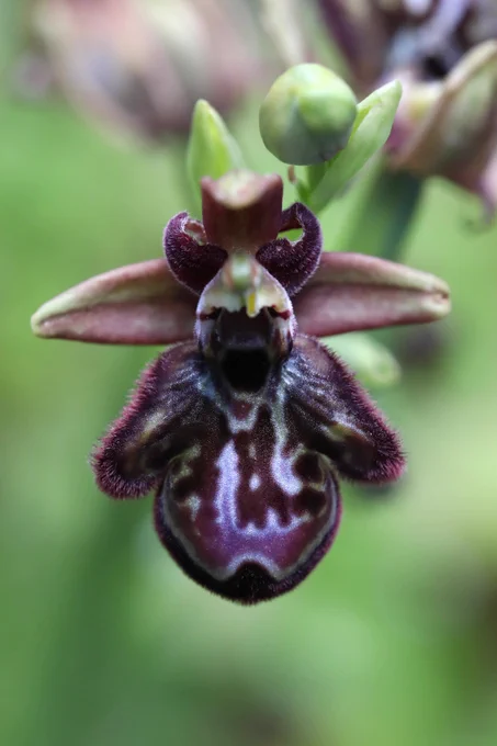 Ophrys cretica ssp. beloniae x Ophrys speculum, Orchids of Rhodes © Jon Dunn