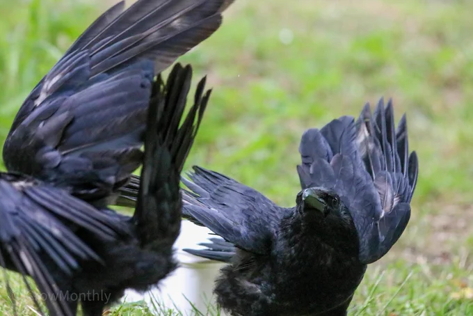 Photo of two crows in a park, crow one is flicking their tail up and leaving the frame to the left.  Crow two is flicking their wings back, looking into the camera. The frame is covered in crow wings and tails.