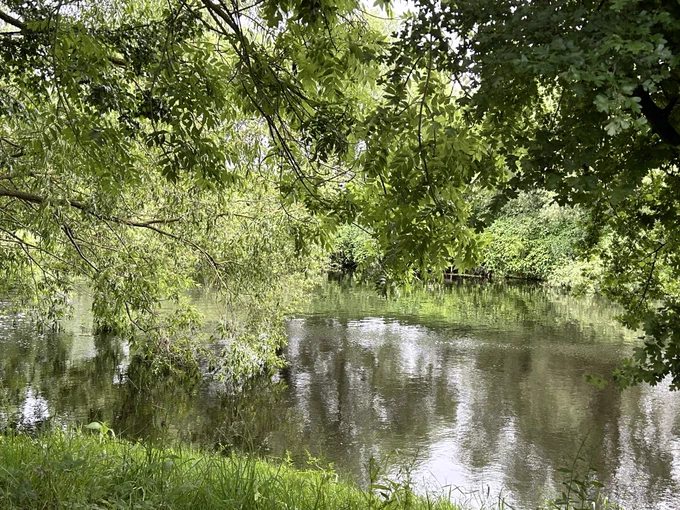 Looking through the leaves on the overhanging branches on the Yarm bank towards Aislaby bank.