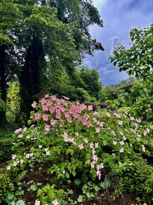 Garten im Juni‘26