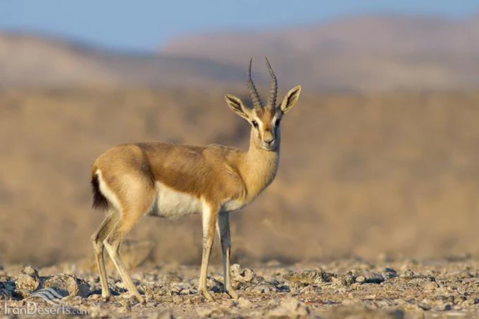 At least 25 gazelles have died on Kharg Island following the US-Israeli war against Iran, with widespread damage inflicted on nature and wildlife in the area.