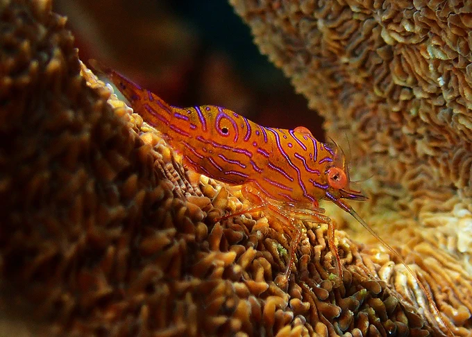 Hachijojima, concolor, nitrox, Thor shrimp, macro photography, scubadiving