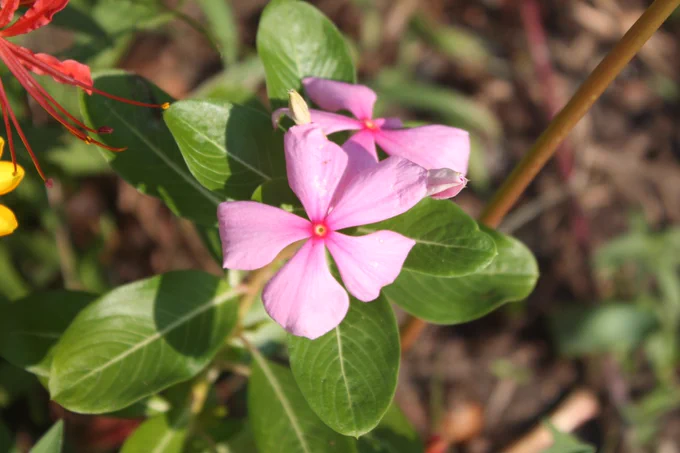 A fragile 5-petal pink flower blooms against a field of glossy green leaves.