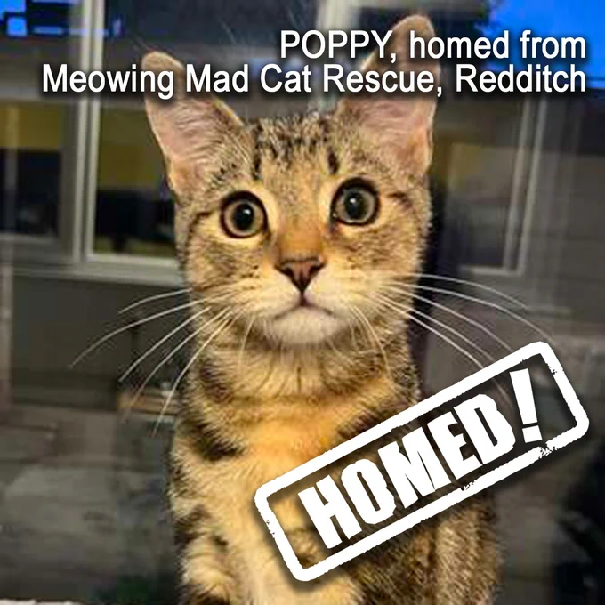 Poppy, a short-haired tabby kitten who has been homed from comes from Meowing Mad Cat Rescue in Redditch.