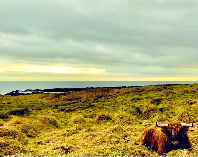 Highland cow laying in green field with sea in distance