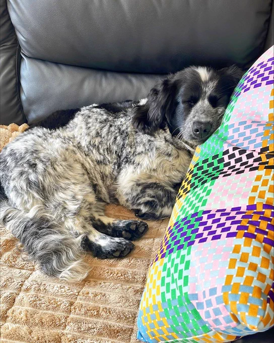 A blue roan spaniel lies down with their head resting on a pillow.