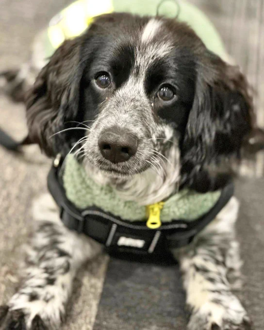  A blue roan spaniel lies down and looks up.