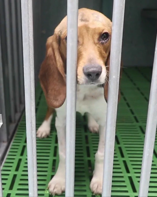 Beagle en Vivotecnia. Imagen obtenida por Carlota Saorsa y Cruelty Free International.