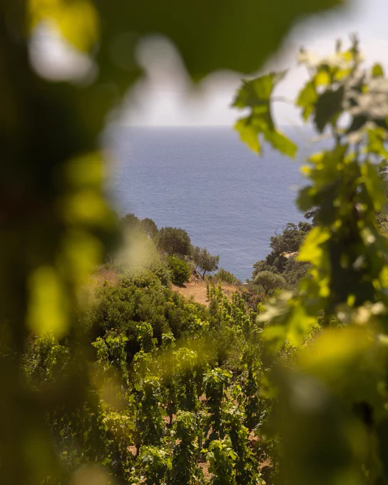 Vine leaves framing a view of the Tyrrhenian Sea from a hillside vineyard on Gorgona Island, Tuscany, Italy, during the Frescobaldi Gorgona 2025 vintage presentation.
