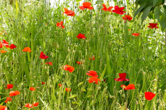 Photograph of colourful red poppies (Papaver rhoeas) on a roadside verge, Farnham, Surrey, UK, 13 June 2022.