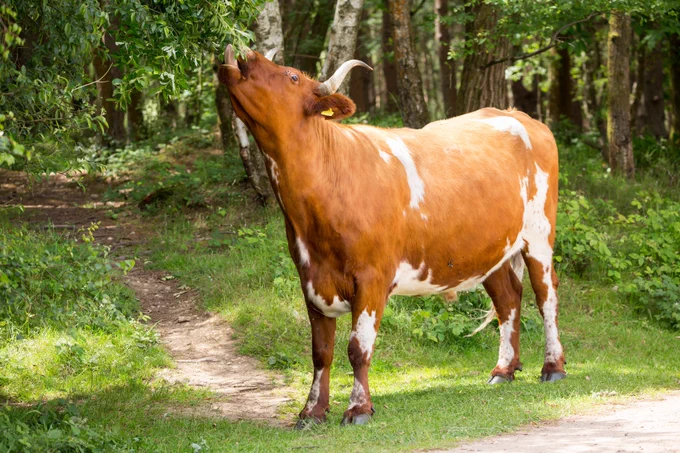 Photograph of cow eating birch tree tree leaves, Caesar's Camp, Farnham, Surrey, UK, 13 June 2022.