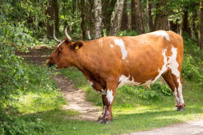 Photograph of cow eating birch tree tree leaves, Caesar's Camp, Farnham, Surrey, UK, 13 June 2022.