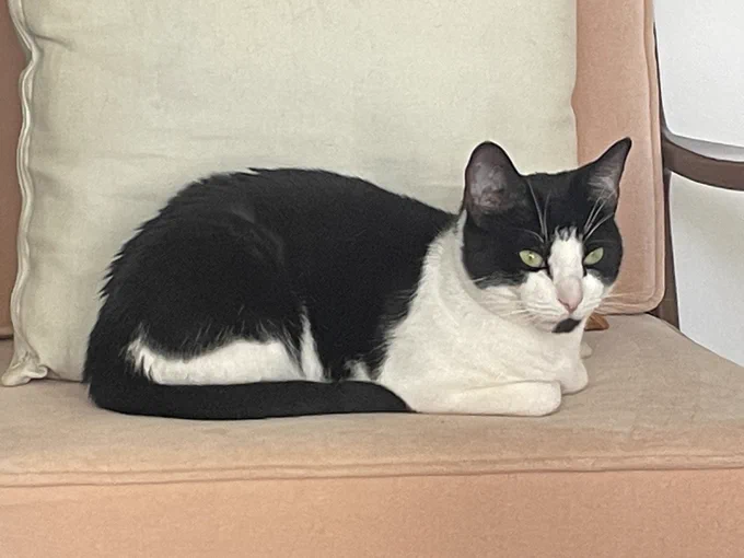 Scout the cat sitting on a chair