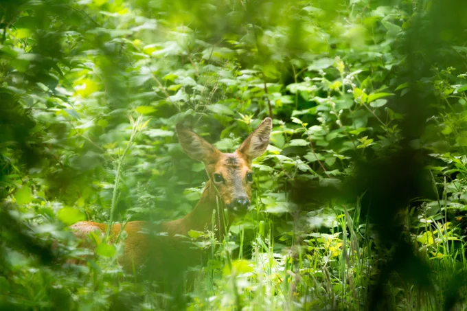 Photograph of Roe deer doe (Capreolus capreolus), image naturally softened by out of focus shrubbery in foreground. Caesar's Camp, Farnham, Surrey, UK, 13 June 2022.