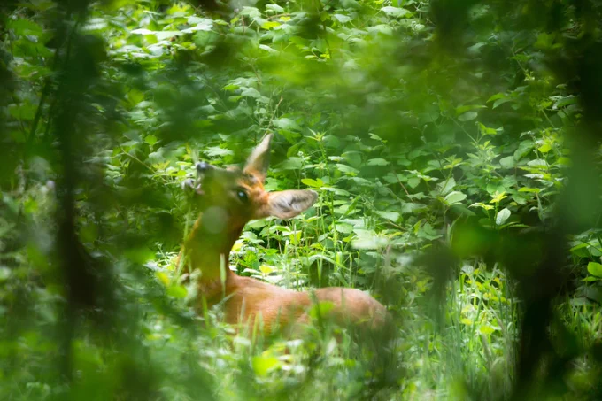 Photograph of Roe deer doe (Capreolus capreolus) grazing, image naturally softened by out of focus shrubbery in foreground. Caesar's Camp, Farnham, Surrey, UK, 13 June 2022. Canon EOS 6D with Sigma 150-600mm lens manually focussed.
