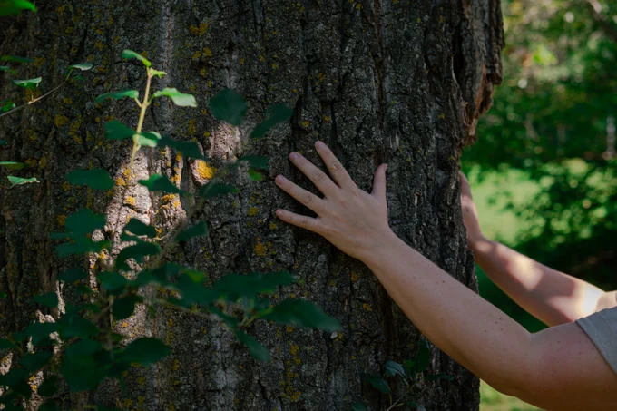 The forest bathing session includes tactile activities like touching the tree bark for a deeply relaxing experience.