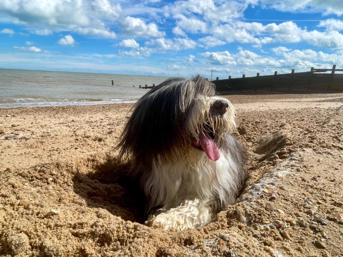 A picture of a dog, sat on the beach, enjoying the sunshine in Felixstowe.