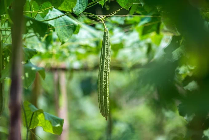 Green Luffa acutangula (Chinese okra), Sponge gourd, or silk squash hanging from a tree on a vegetable farm. Fresh Chinese okra hanging on the garden.